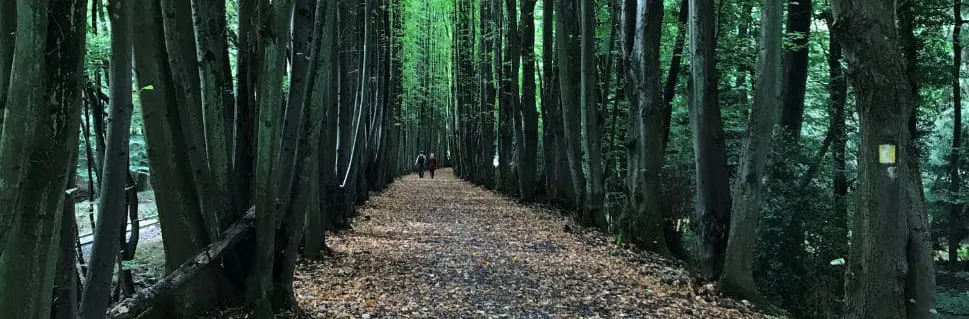 Der Weg zwischen den Baumreihen